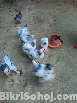 কলম্বিয়ান লাইট ব্রাহামা মোরগ